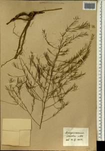 Asparagus africanus Lam., Africa (AFR) (Mali)