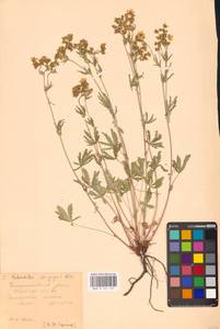 Potentilla longipes Ledeb., Eastern Europe, Central forest-and-steppe region (E6) (Russia)