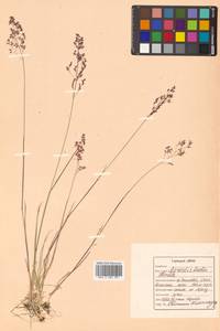 Agrostis vinealis Schreb., Siberia, Russian Far East (S6) (Russia)