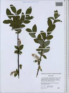 Salix hastata L., Siberia, Russian Far East (S6) (Russia)