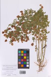 Trifolium aureum Pollich, Eastern Europe, Moscow region (E4a) (Russia)