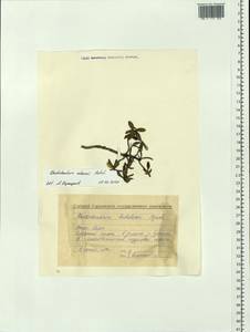 Rhododendron adamsii Rehder, Siberia, Baikal & Transbaikal region (S4) (Russia)