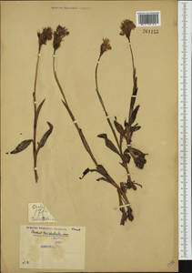 Neotinea tridentata (Scop.) R.M.Bateman, Pridgeon & M.W.Chase, Western Europe (EUR) (Serbia)