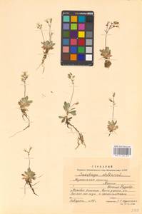 Micranthes stellaris subsp. stellaris, Eastern Europe, Northern region (E1) (Russia)