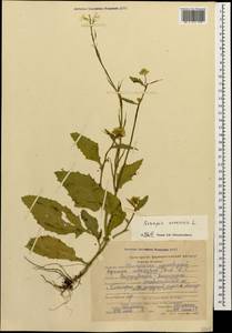 Sinapis arvensis L., Caucasus, Stavropol Krai, Karachay-Cherkessia & Kabardino-Balkaria (K1b) (Russia)