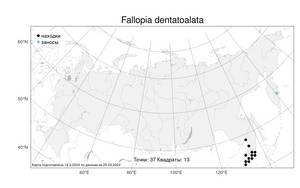 Fallopia dentatoalata (F. Schmidt) Holub, Atlas of the Russian Flora (FLORUS) (Russia)