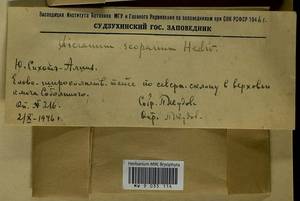 Dicranum scoparium Hedw., Bryophytes, Bryophytes - Russian Far East (excl. Chukotka & Kamchatka) (B20) (Russia)