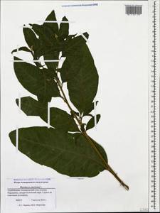 Phytolacca americana L., Caucasus, Azerbaijan (K6) (Azerbaijan)