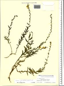 Linaria genistifolia (L.) Mill., Crimea (KRYM) (Russia)