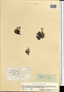 Dryas octopetala subsp. incisa (Juz.) Malyschev, Mongolia (MONG) (Mongolia)