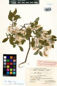 Salix bebbiana Sarg., Siberia, Baikal & Transbaikal region (S4) (Russia)