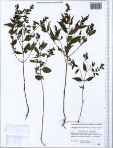 Melampyrum setaceum (Maxim. ex Palib.) Nakai, Siberia, Russian Far East (S6) (Russia)