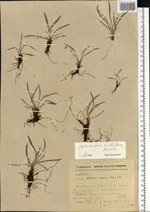 Antennaria lanata (Hook.) Greene, Eastern Europe, Northern region (E1) (Russia)