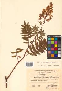 Sorbaria sorbifolia (L.) A. Braun, Siberia, Russian Far East (S6) (Russia)