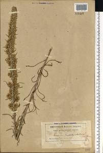 Omalotheca sylvatica (L.) Sch. Bip. & F. W. Schultz, Eastern Europe, Belarus (E3a) (Belarus)