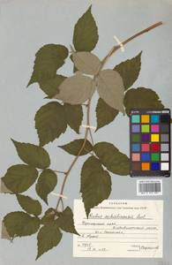 Rubus idaeus subsp. melanolasius Focke, Siberia, Russian Far East (S6) (Russia)