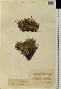 Cherleria arctica (Stev. ex Ser.) comb. ined., Siberia, Yakutia (S5) (Russia)