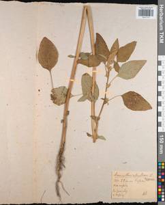 Amaranthus retroflexus L., Eastern Europe, Central region (E4) (Russia)