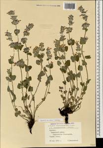Nepeta racemosa subsp. racemosa, Caucasus, Armenia (K5) (Armenia)