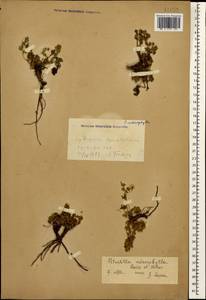 Potentilla humifusa Willd., Caucasus, Georgia (K4) (Georgia)