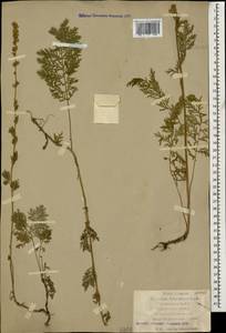Artemisia armeniaca Lam., Caucasus, Dagestan (K2) (Russia)