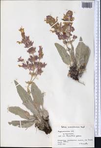 Salvia seravschanica Regel & Schmalh., Middle Asia, Pamir & Pamiro-Alai (M2) (Turkmenistan)