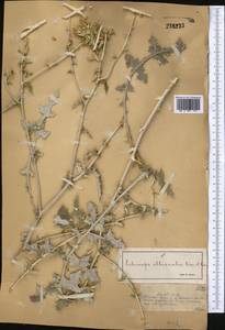 Echinops albicaulis Kar. & Kir., Middle Asia, Muyunkumy, Balkhash & Betpak-Dala (M9) (Kazakhstan)