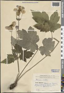 Eriocapitella vitifolia (Buch.-Ham. ex DC.) Nakai, South Asia, South Asia (Asia outside ex-Soviet states and Mongolia) (ASIA) (China)