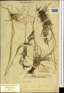 Deschampsia cespitosa (L.) P.Beauv., Caucasus, Azerbaijan (K6) (Azerbaijan)