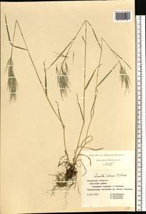 Bromus tectorum L., Eastern Europe, Central region (E4) (Russia)