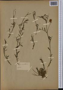 Lathyrus clymenum L., Western Europe (EUR) (Italy)