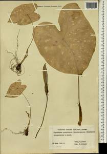 Caladium bicolor (Aiton) Vent., Africa (AFR) (Guinea)