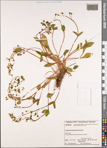 Claytonia joanneana Roem. & Schult., Siberia, Central Siberia (S3) (Russia)