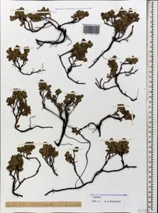 Vaccinium uliginosum L., Caucasus, Georgia (K4) (Georgia)