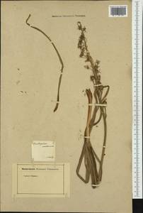 Ornithogalum narbonense L. , nom. cons., Western Europe (EUR) (France)
