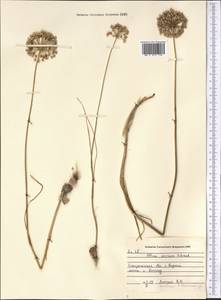 Allium caesium Schrenk, Middle Asia, Dzungarian Alatau & Tarbagatai (M5) (Kazakhstan)