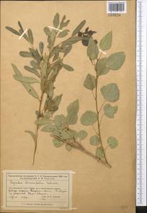 Populus euphratica Olivier, Middle Asia, Muyunkumy, Balkhash & Betpak-Dala (M9) (Kazakhstan)
