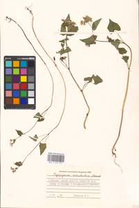 Fagopyrum esculentum Moench, Eastern Europe, Moscow region (E4a) (Russia)