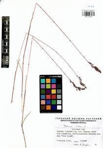 Festuca rubra L., Siberia, Baikal & Transbaikal region (S4) (Russia)