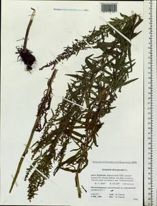 Artemisia dracunculus L., Siberia, Baikal & Transbaikal region (S4) (Russia)