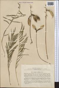 Astragalus viridiflorus A. Boriss., Middle Asia, Pamir & Pamiro-Alai (M2) (Uzbekistan)