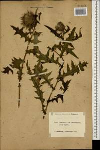 Lophiolepis euxina (Kharadze) Bures, Del Guacchio, Iamonico & P. Caputo, Caucasus, Krasnodar Krai & Adygea (K1a) (Russia)