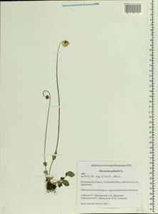 Parnassia palustris L., Eastern Europe, Central forest region (E5) (Russia)