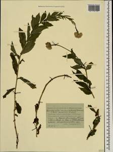Kemulariella caucasica (Willd.) Tamamsch., Caucasus, Stavropol Krai, Karachay-Cherkessia & Kabardino-Balkaria (K1b) (Russia)