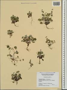 Geranium molle L., Crimea (KRYM) (Russia)