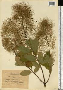 Cotinus coggygria Scop., Eastern Europe, Moldova (E13a) (Moldova)