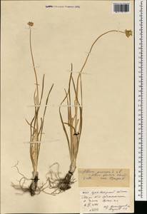 Allium senescens subsp. glaucum (Schrad. ex Poir.) Dostál, Mongolia (MONG) (Mongolia)