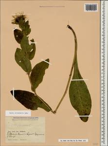 Pentanema orientale (Lam.) D. Gut. Larr., Santos-Vicente, Anderb., E. Rico & M. M. Mart. Ort., Caucasus, Stavropol Krai, Karachay-Cherkessia & Kabardino-Balkaria (K1b) (Russia)