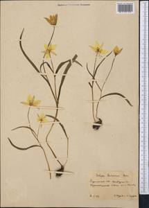 Tulipa biflora Pall., Middle Asia, Kopet Dag, Badkhyz, Small & Great Balkhan (M1) (Turkmenistan)