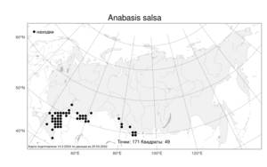 Anabasis salsa (C. A. Mey.) Benth. ex Volkens, Atlas of the Russian Flora (FLORUS) (Russia)